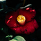 DSCF0971