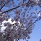 AOZORA SAKURA