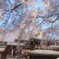 香積院の枝垂れ桜