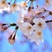 cherry blossoms