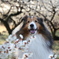 梅の花の香りがしてくるよ