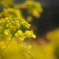 菜の花