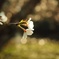 桜とせせらき