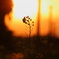 夕日に咲く菜花