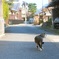 ストーキングされた猫