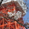桜、咲いたよ