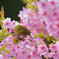 桜の上で