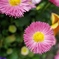 花壇→トリミング