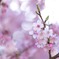 陽光桜