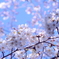 blue sky & cherry blossoms