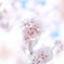 Powder White III