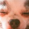 愛犬もも