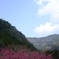 川売の梅