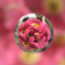 soratama * flower