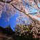 四季京艶　春
