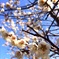 梅の花