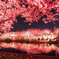 アーリー夜桜＊３