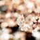 桜色