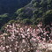 つぶつぶ
