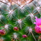 サボテンの花