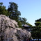 三明寺の枝垂桜