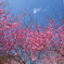 青天に彩る紅梅
