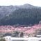 山の斜面に咲き誇る
