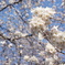 薬師公園の桜2