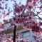 山門の桜