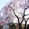 枝垂桜