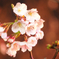 開花