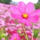 Cosmos