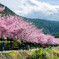 Sakura in Wuling