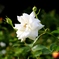 White Rose