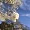 一輪の桜