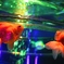 Goldfish