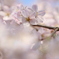 - 桜の香り -