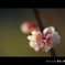 常盤公園に咲く
