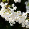 うば桜2