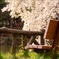 ベンチと桜