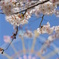 SAKURA-GO-ROUND