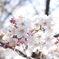 桜・岡崎公園