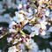 桜・岡崎公園