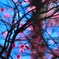 夢開花2