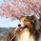 春物コラボ①～河津桜とラスティ