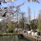 桜＠井の頭恩賜公園