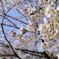 桜＠井の頭恩賜公園