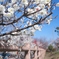 2015/03/08 岐阜 百梅園