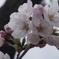 桜2015②