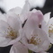 桜2015④